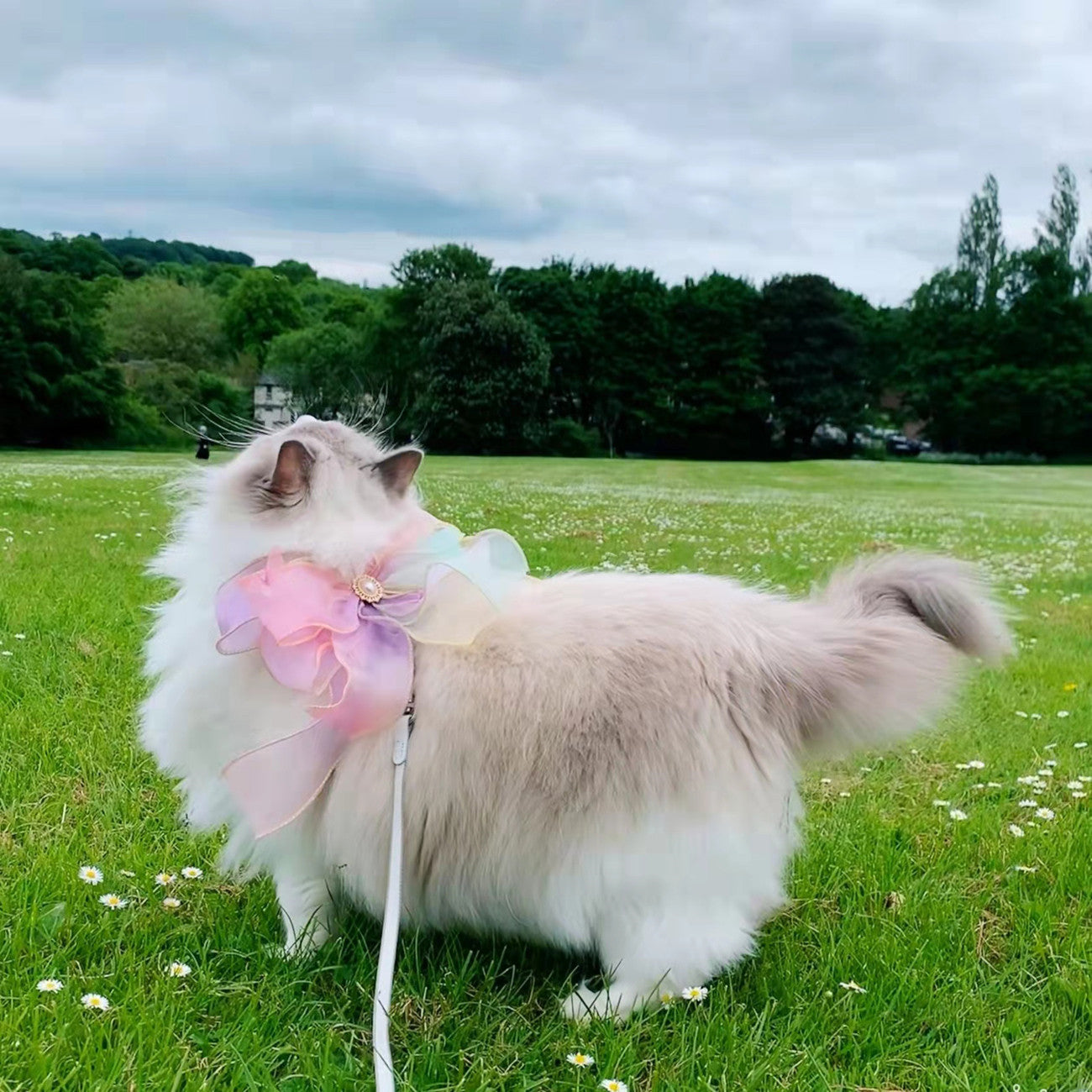 Discover the Freedom of the Butterfly Flying Retractable Pet Leash