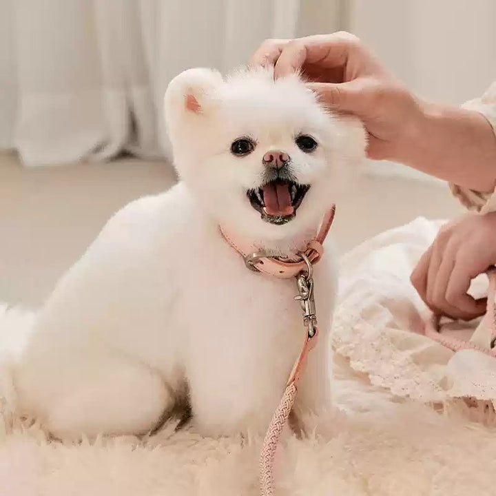 Dog Collar Leather Hand Holding Rope Leash