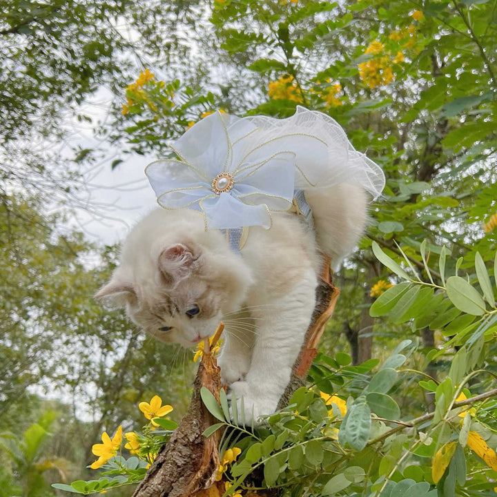 Discover the Layers Of Yarn Pet Leash - A Stylish and Functional Accessory for Your Pets