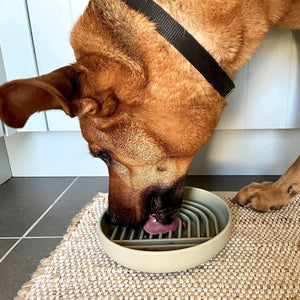 Discover the Benefits of the Pet Simple Slow Feeding Bowl