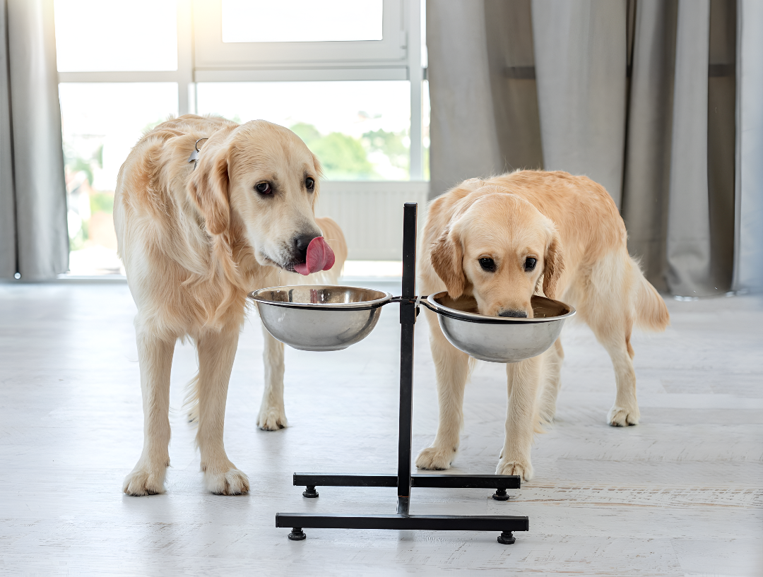 Essential Feeding Supplies for Pets