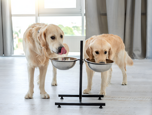 Essential Feeding Supplies for Pets