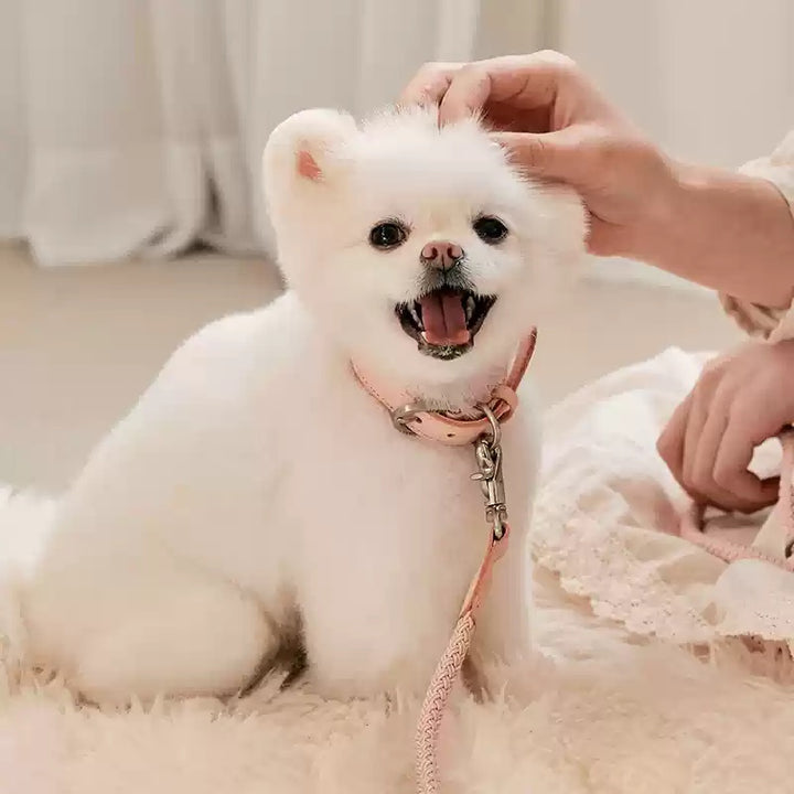 Dog Collar Leather Hand Holding Rope Leash